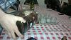 Clic en la imagen para ver su versin completa. 

Nombre: 2013-02-22-268.jpg 
Visitas: 162 
Tamao: 85.8 KB 
ID: 33383
