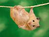 Clic en la imagen para ver su versin completa. 

Nombre: Hang_In_There_Hamster.jpg 
Visitas: 146 
Tamao: 106.4 KB 
ID: 34170