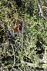 Clic en la imagen para ver su versin completa. 

Nombre: 99.jpg 
Visitas: 192 
Tamao: 255.7 KB 
ID: 50327